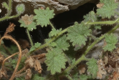 Phacelia perityloides
