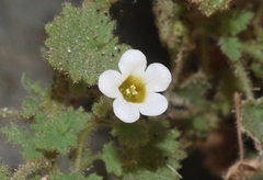 Phacelia perityloides
