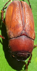 Phyllophaga quercus