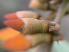 Erythrina breviflora