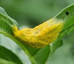 Puccinia urticata