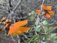 Erythrina breviflora
