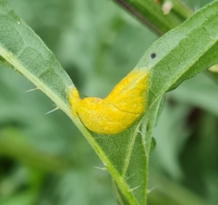 Puccinia urticata