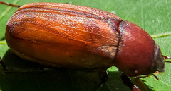 Phyllophaga quercus