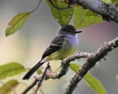 Myiarchus cephalotes