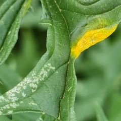 Puccinia urticata