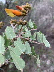 Erythrina breviflora