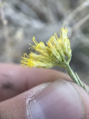 Chrysothamnus viscidiflorus puberulus