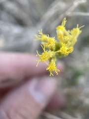 Chrysothamnus viscidiflorus puberulus