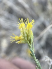 Chrysothamnus viscidiflorus puberulus