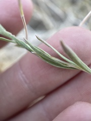 Chrysothamnus viscidiflorus puberulus
