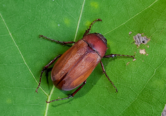 Phyllophaga quercus