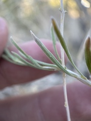 Chrysothamnus viscidiflorus puberulus