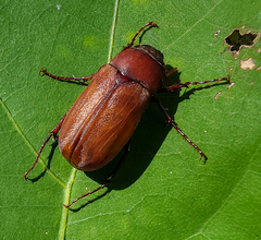 Phyllophaga quercus