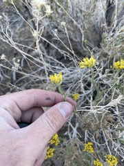 Chrysothamnus viscidiflorus puberulus