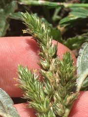Amaranthus retroflexus