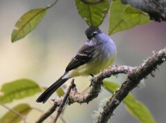 Myiarchus cephalotes