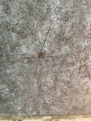 Leiobunum aldrichi