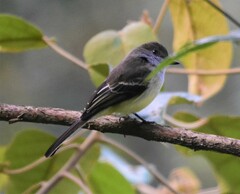 Myiarchus cephalotes
