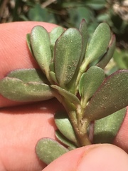 Portulaca oleracea