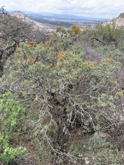 Erythrina breviflora