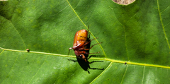 Phyllophaga quercus