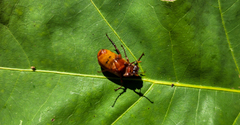 Phyllophaga quercus