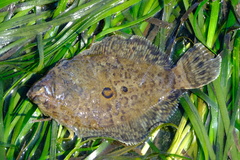Pleuronichthys coenosus