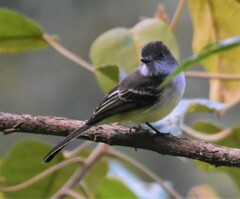 Myiarchus cephalotes