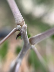 Erythrina breviflora