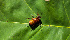 Phyllophaga quercus