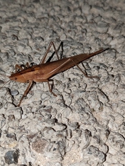 Bucrates malivolans