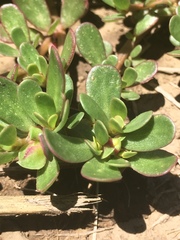 Portulaca oleracea