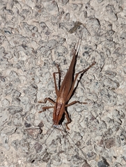 Bucrates malivolans