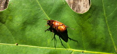 Phyllophaga quercus