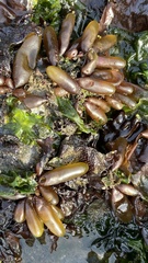 Halosaccion glandiforme