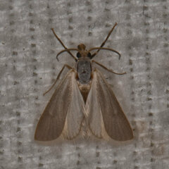 Acentria ephemerella