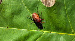 Phyllophaga quercus