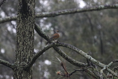 Turdus rufopalliatus