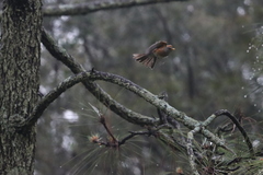 Turdus rufopalliatus