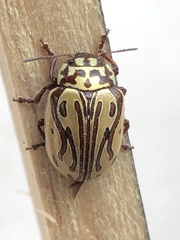 Calligrapha gyllenhali