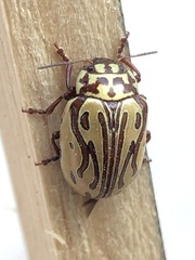 Calligrapha gyllenhali