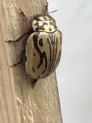 Calligrapha gyllenhali