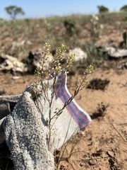 Platanaceae