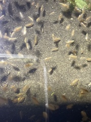 Cyprinella lutrensis