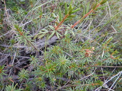 Rhododendron tomentosum