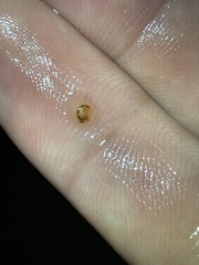 Cyprinella lutrensis