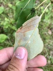 Paraleucoptera albella