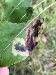 Paraleucoptera albella