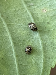 Psyllobora vigintimaculata